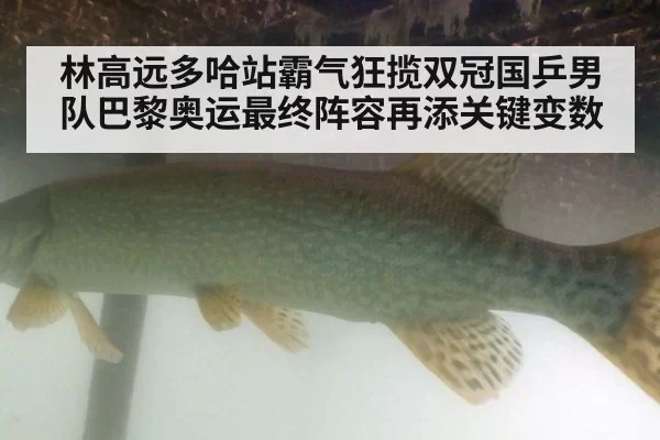 林高远多哈站霸气狂揽双冠国乒男队巴黎奥运最终阵容再添关键变数